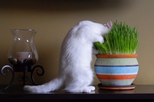 Для кошек лучше проращивать травку