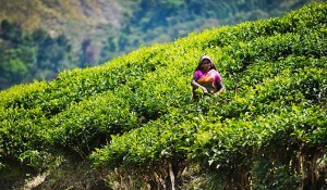 Чайная плантация в Индии