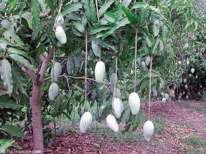 Еще незрелые плоды манго свисают с дерева