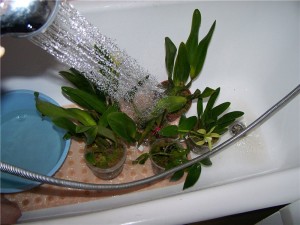 Теплый душ для растений