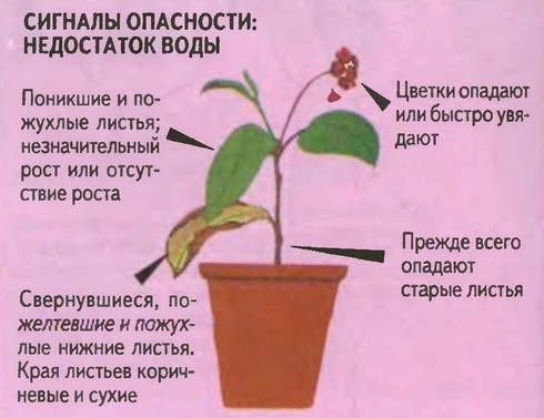 полив комнатных растений1