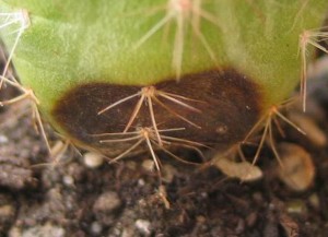 кактусовая фитофтора