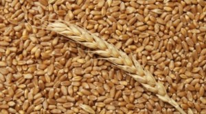 выбрать пшеницу