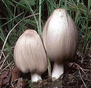 Навозники - опасные грибы