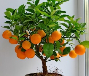 мандариновое деревце