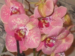 цветут фаленопсисы