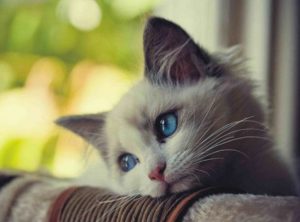 грустный кот