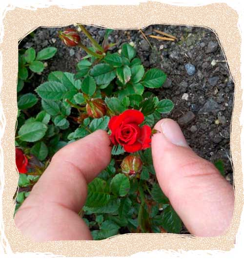 Розы миниатюрные сорта фото